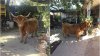 Toro miniatura Texas Longhorn escapa de un remolque y moviliza a policías en Mendota